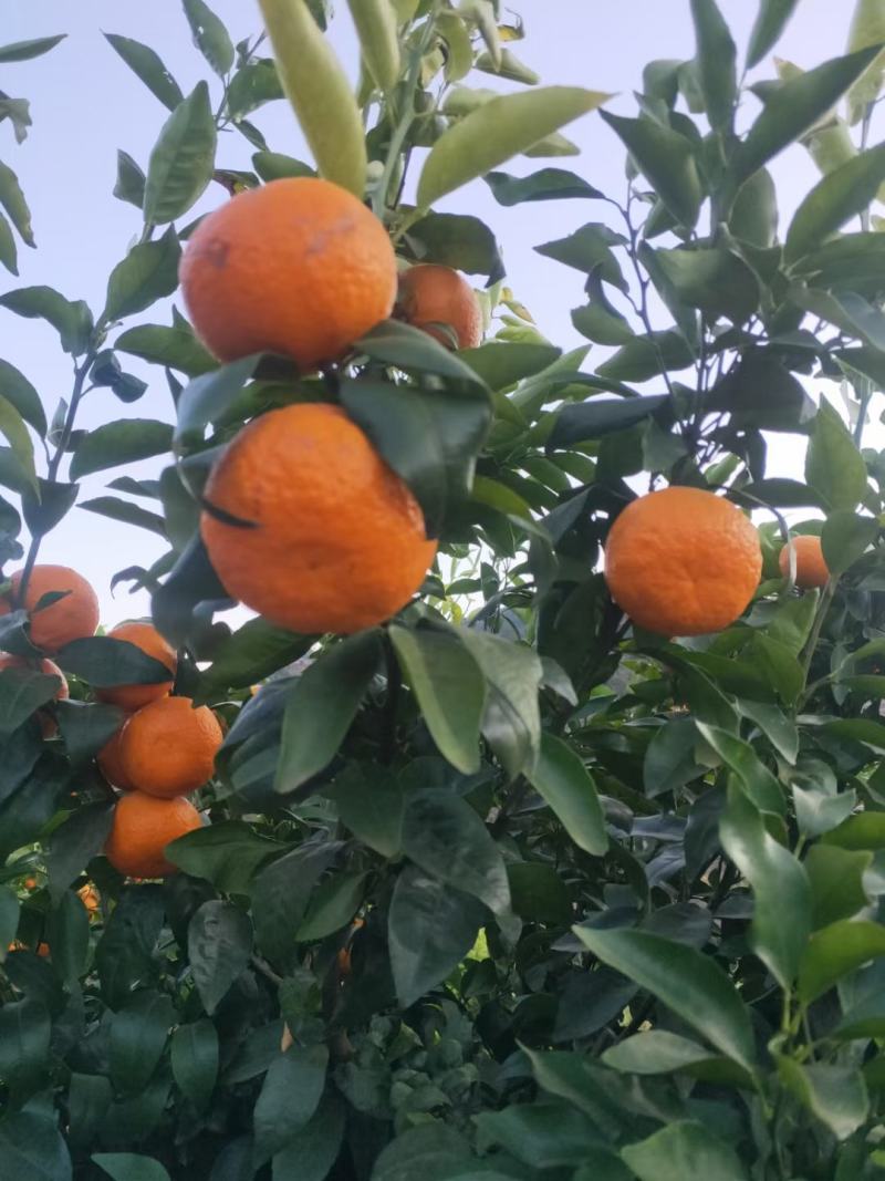 云南普洱沃柑种植大户