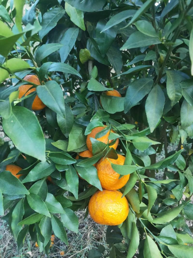 云南普洱沃柑种植大户