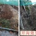 (包邮)金宇轻型微耕机19公斤老人微耕机轻便省油高效