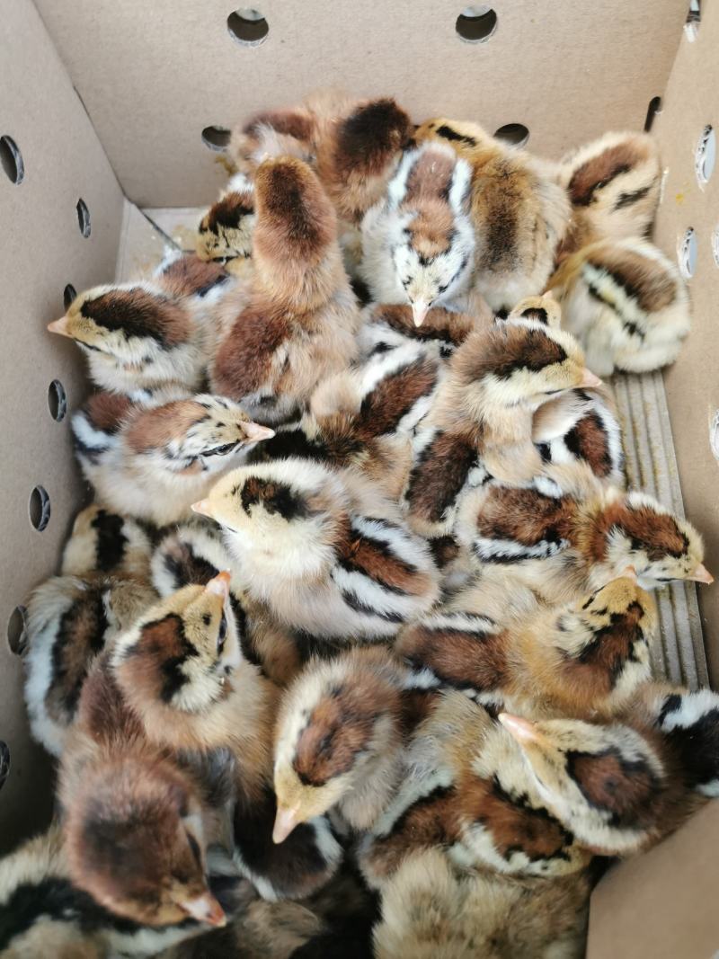 土鸡苗茶花鸡苗厂家直销出壳疫苗包运输路损