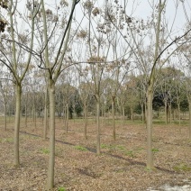 黄山栾树苗木基地直供各种规格栾树苗热销中欢迎采购