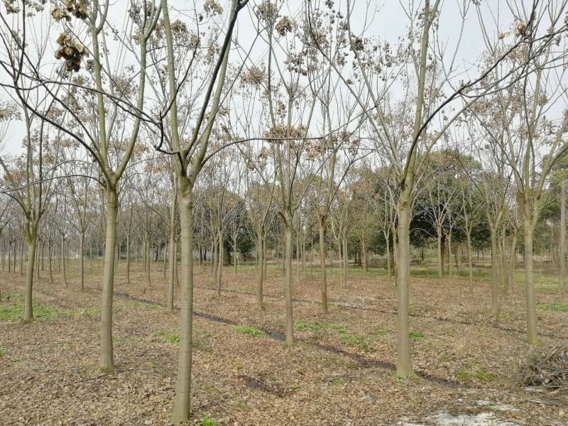 黄山栾树苗木基地直供各种规格栾树苗热销中欢迎采购