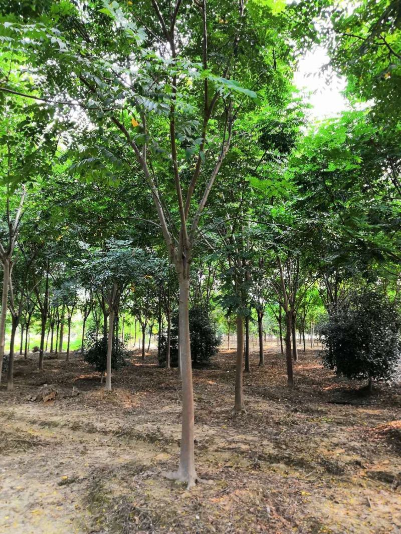黄山栾树苗木基地直供各种规格栾树苗热销中欢迎采购