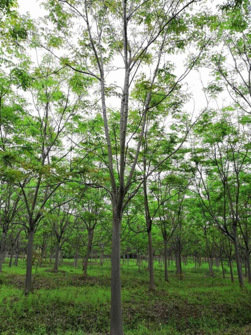 黄山栾树苗木基地直供各种规格栾树苗热销中欢迎采购