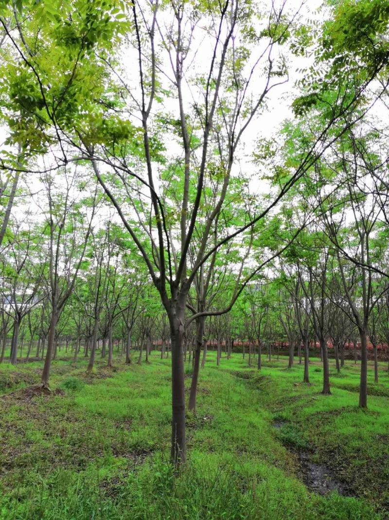黄山栾树苗木基地直供各种规格栾树苗热销中欢迎采购