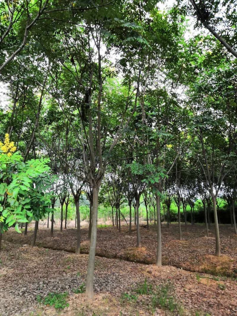 黄山栾树苗木基地直供各种规格栾树苗热销中欢迎采购