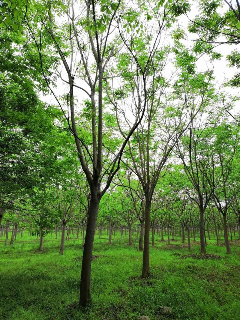 黄山栾树苗木基地直供各种规格栾树苗热销中欢迎采购
