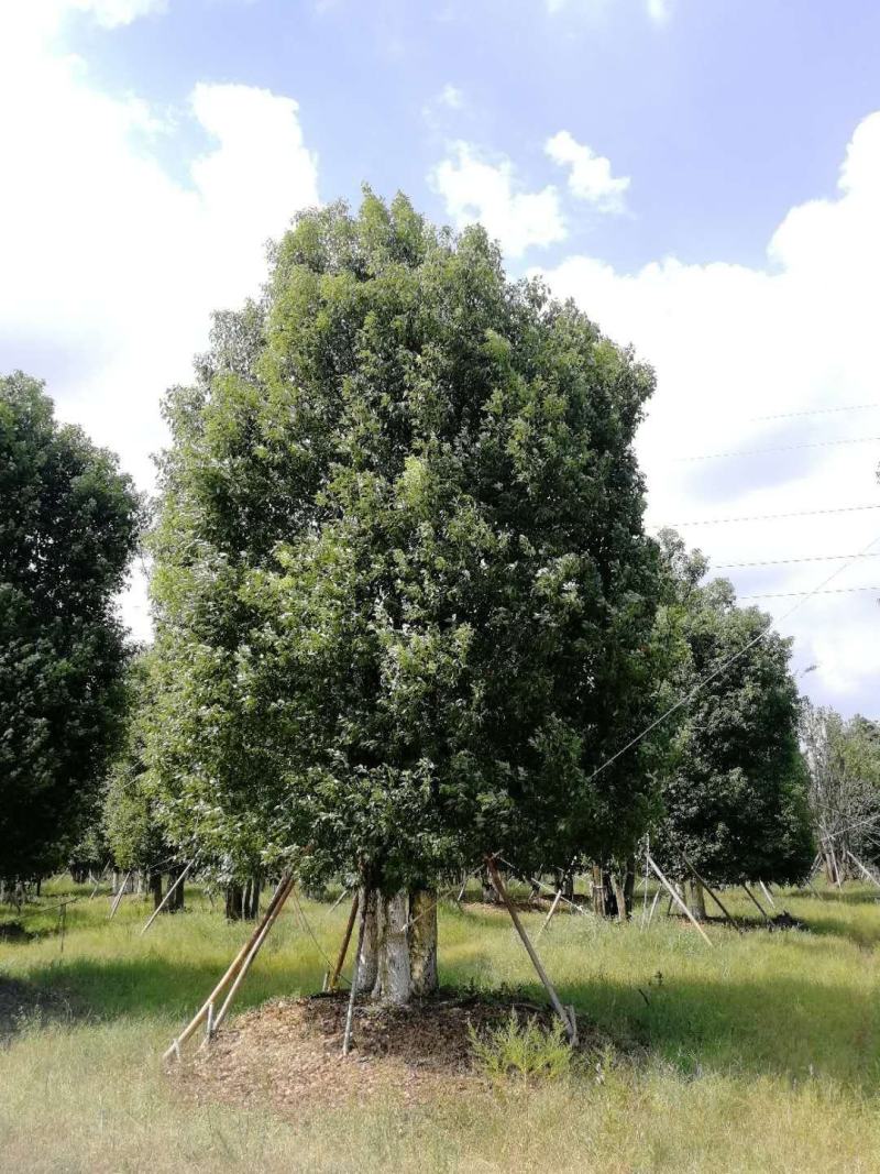 丛生香樟基地直发各种规格量大从优欢迎采购