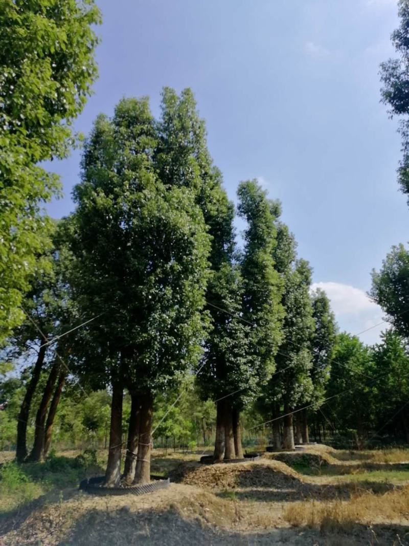 丛生香樟基地直发各种规格量大从优欢迎采购