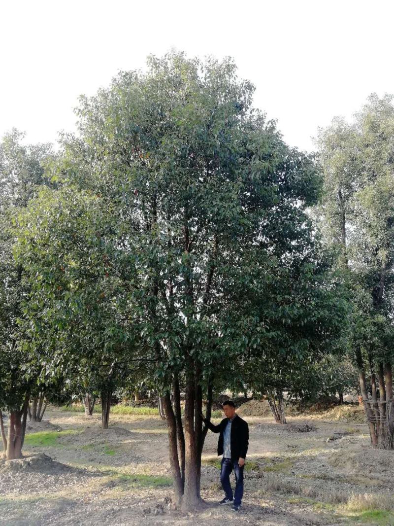 丛生香樟基地直发各种规格量大从优欢迎采购