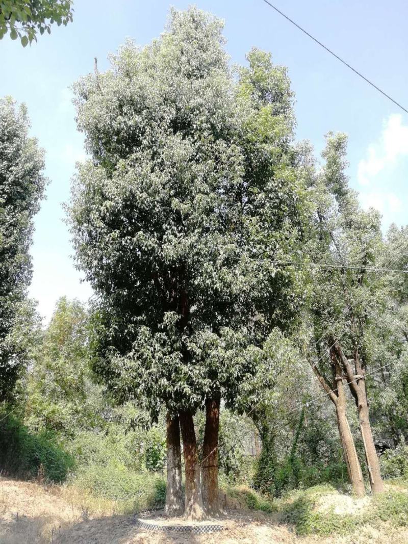 丛生香樟基地直发各种规格量大从优欢迎采购