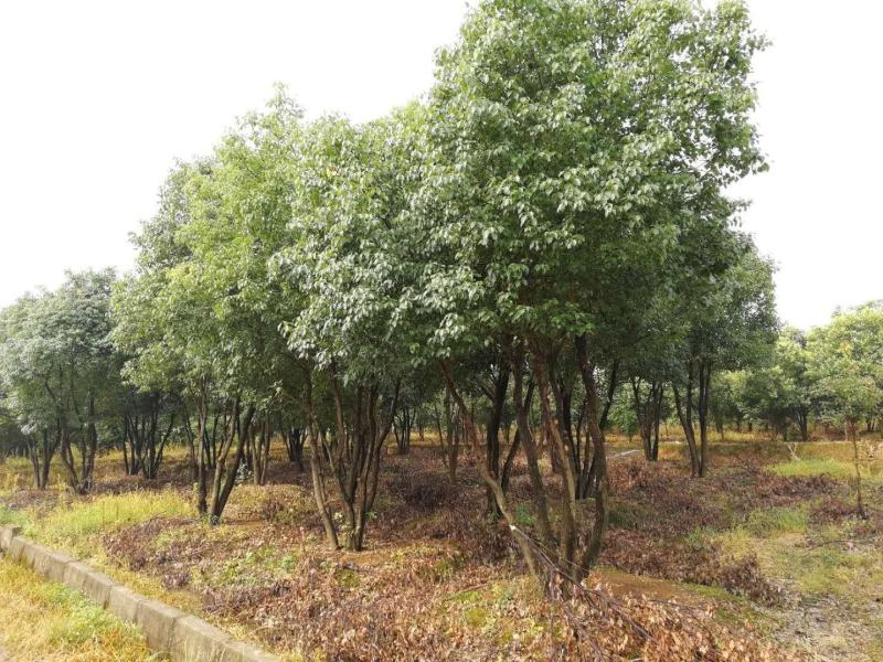 丛生香樟基地直发各种规格量大从优欢迎采购
