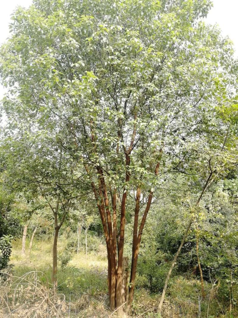 丛生香樟基地直发各种规格量大从优欢迎采购