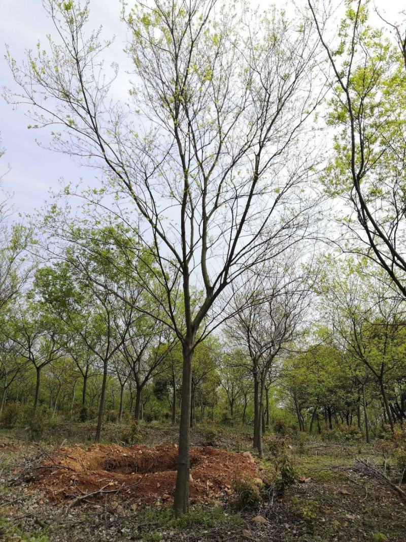 朴树苗基地直供朴树苗各种规格一手货源量大从优