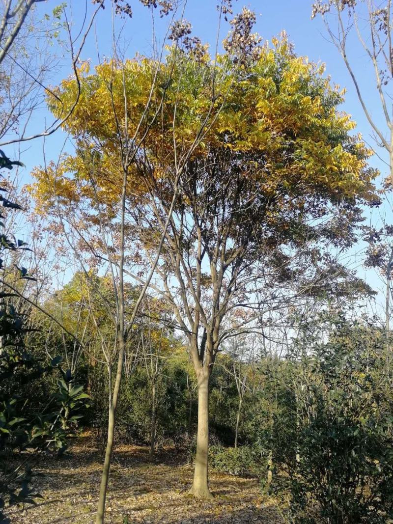 无患子10121518公分产地现土球完整树形好