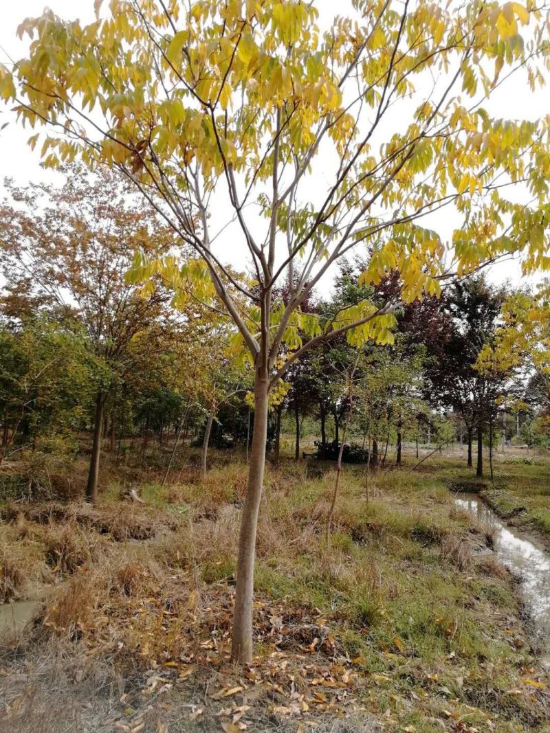 无患子10121518公分产地现土球完整树形好