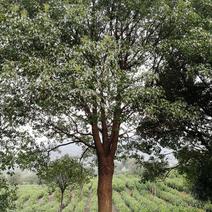 10-40公分香樟树四季常青夏季的驱蚊能手现挖