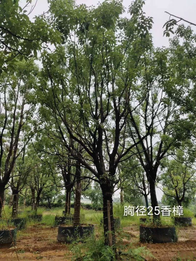 10-40公分香樟树四季常青夏季的驱蚊能手现挖