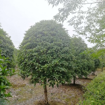 桂花优质桂花盆景基地现挖现发一手货源量大从优