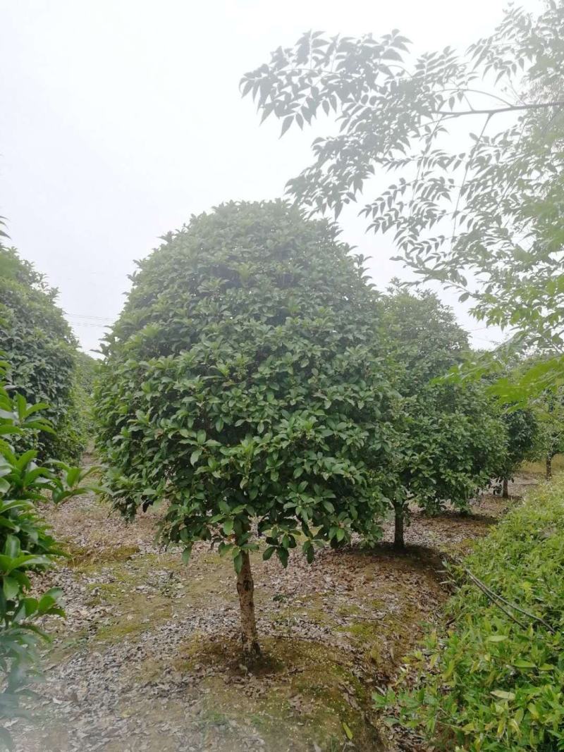 桂花优质桂花盆景基地现挖现发一手货源量大从优