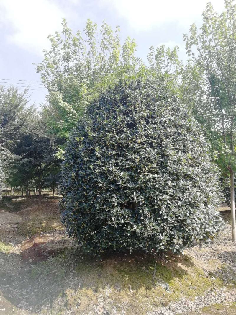 桂花优质桂花盆景基地现挖现发一手货源量大从优