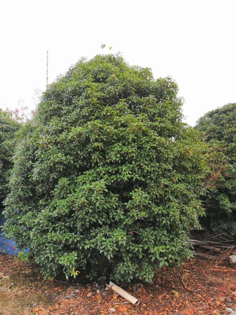 桂花优质桂花盆景基地现挖现发一手货源量大从优