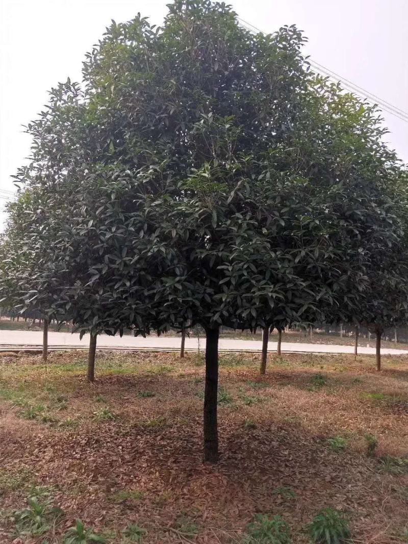 桂花优质桂花盆景基地现挖现发一手货源量大从优
