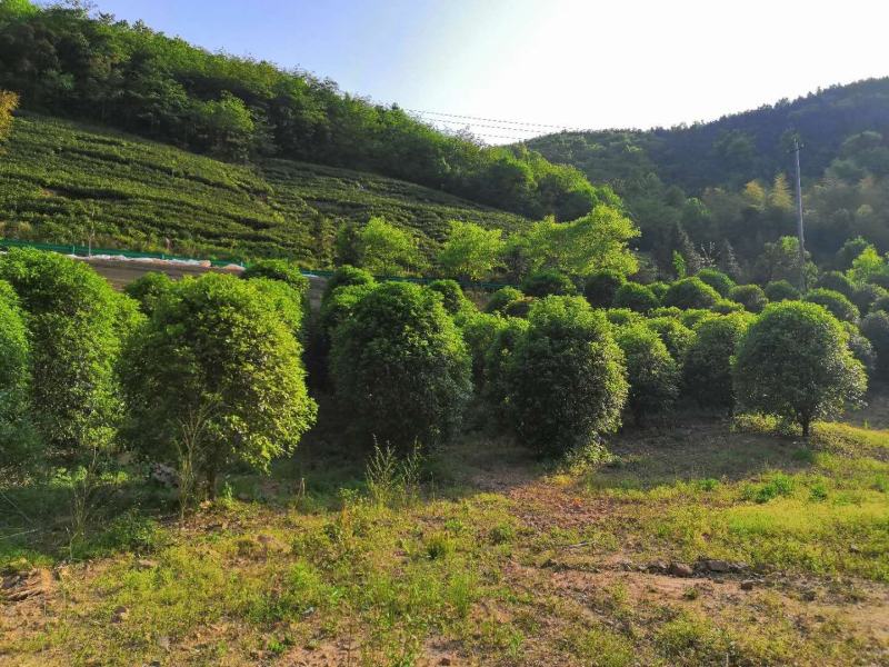 桂花优质桂花盆景基地现挖现发一手货源量大从优