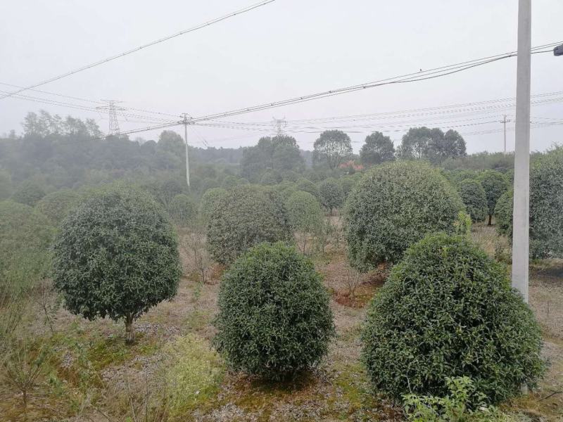 桂花优质桂花盆景基地现挖现发一手货源量大从优
