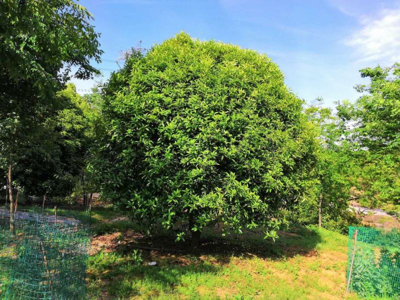 桂花优质桂花盆景基地现挖现发一手货源量大从优