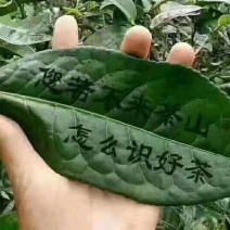 大树茶古树茶！手工加工产品