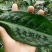 大树茶古树茶！手工加工产品