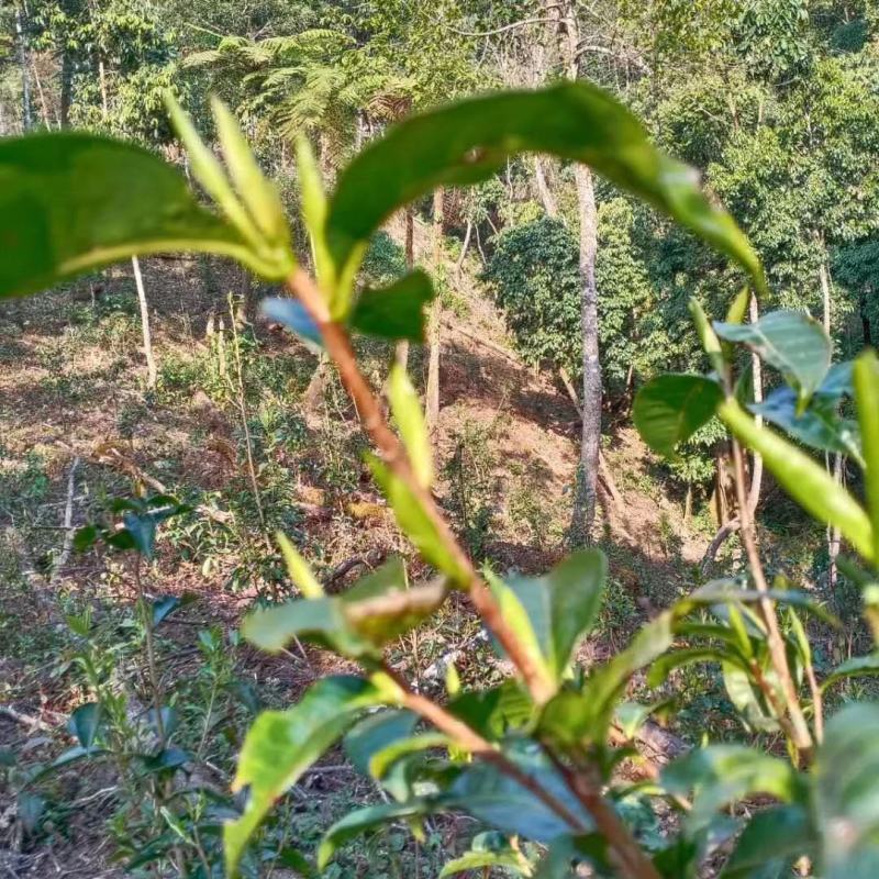 大树茶古树茶！手工加工产品