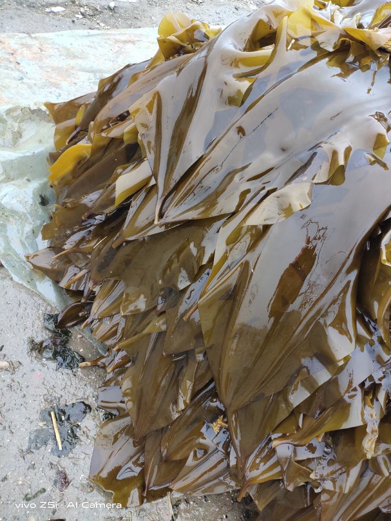 鲜品海带，鲜嫩可口，现割现卖，保证新鲜，欢迎采购。