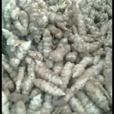 螺丝菜种子销售开始啦