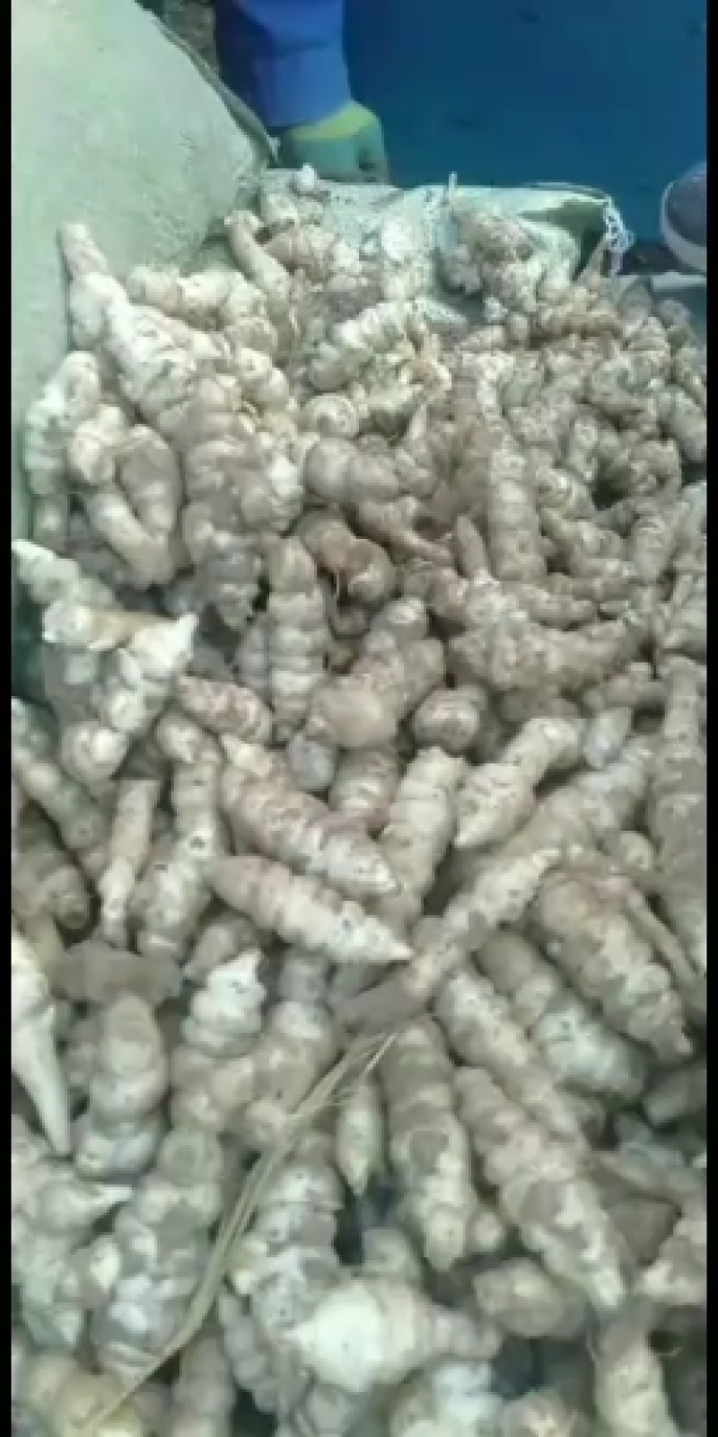 螺丝菜种子销售开始啦