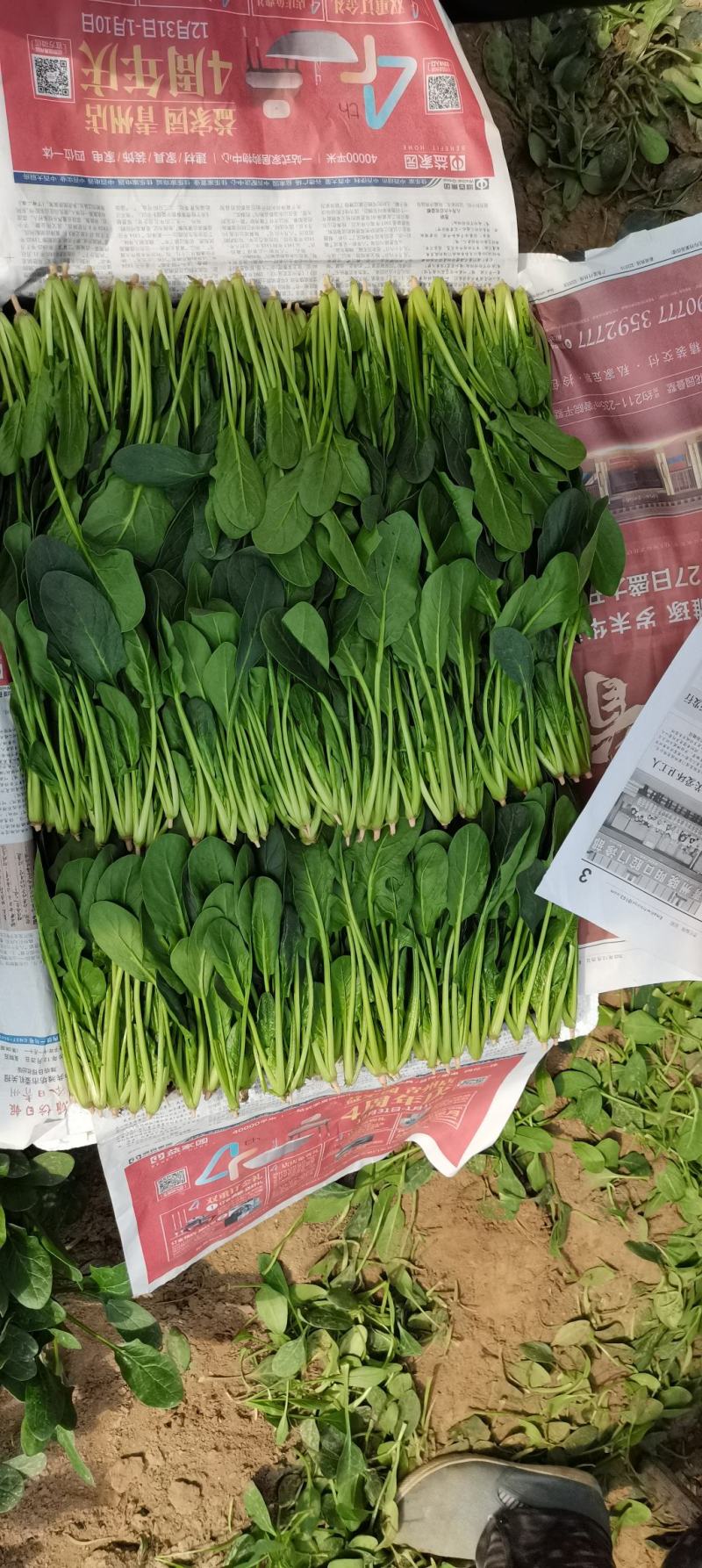 优质精品菠菜20~25厘米，开始大量上市