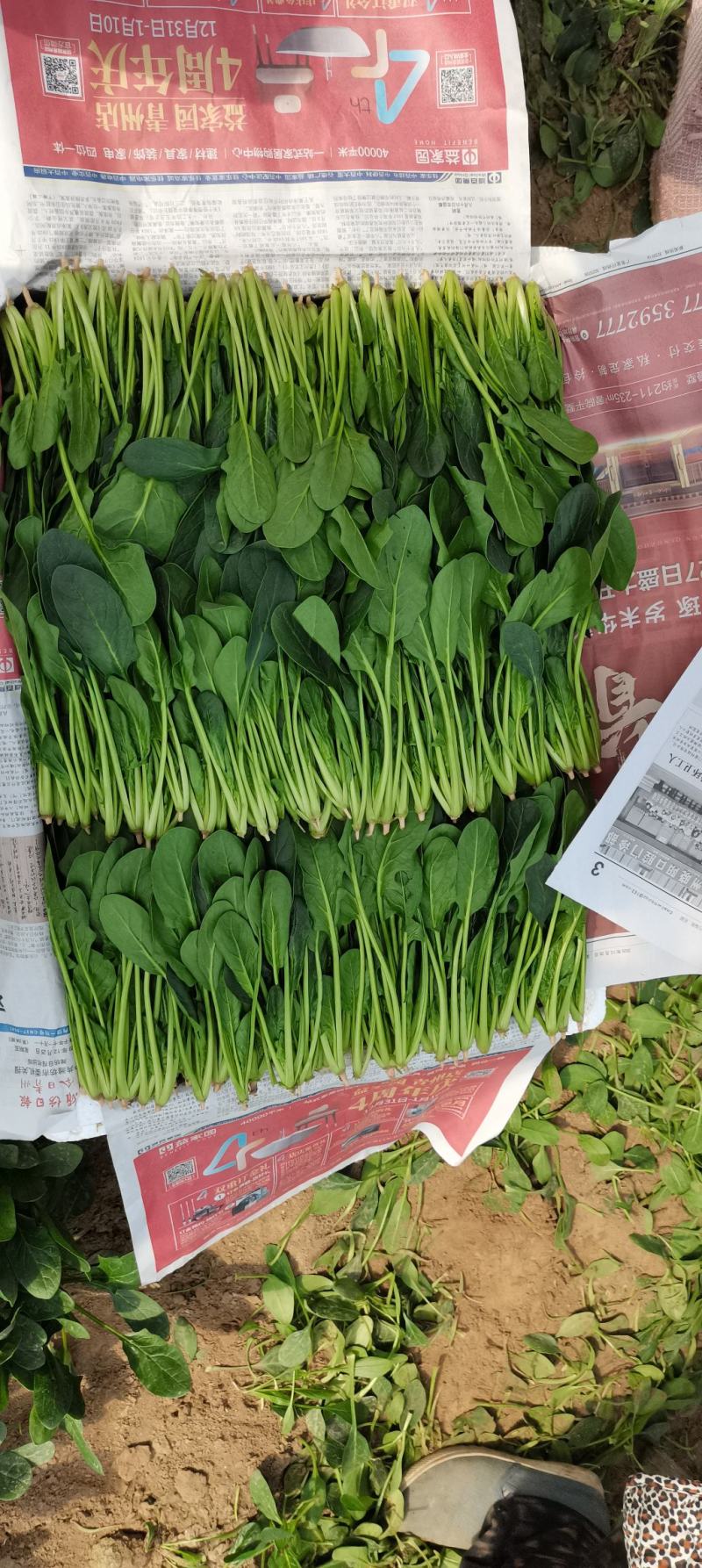 优质精品菠菜20~25厘米，开始大量上市