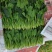 优质精品菠菜20~25厘米，开始大量上市