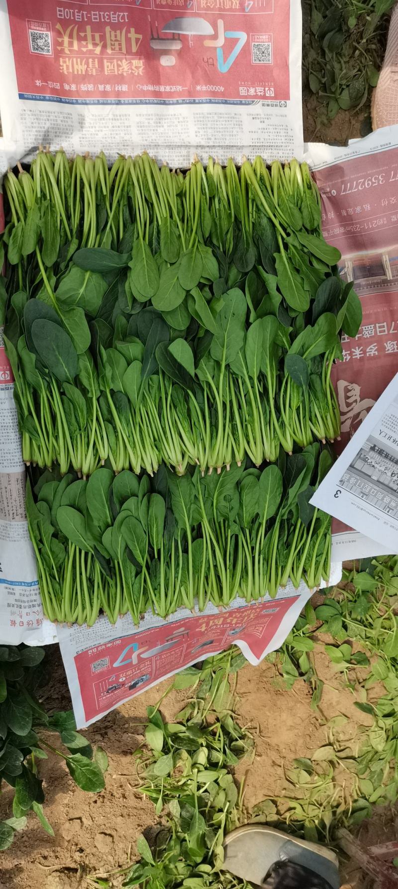 优质精品菠菜20~25厘米，开始大量上市