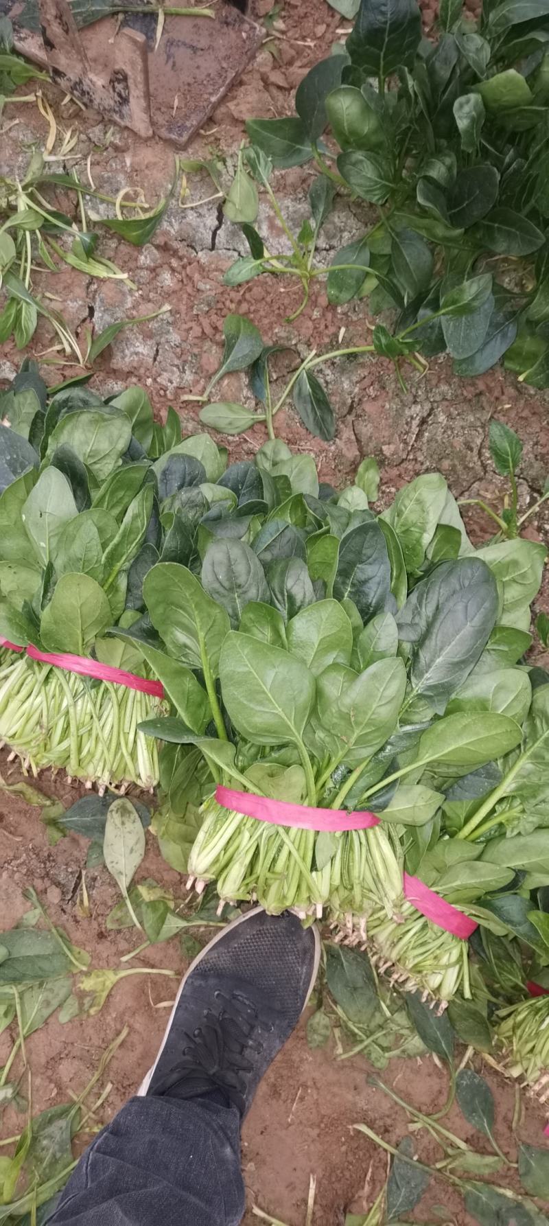 优质精品菠菜20~25厘米，开始大量上市