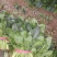 优质精品菠菜20~25厘米，开始大量上市