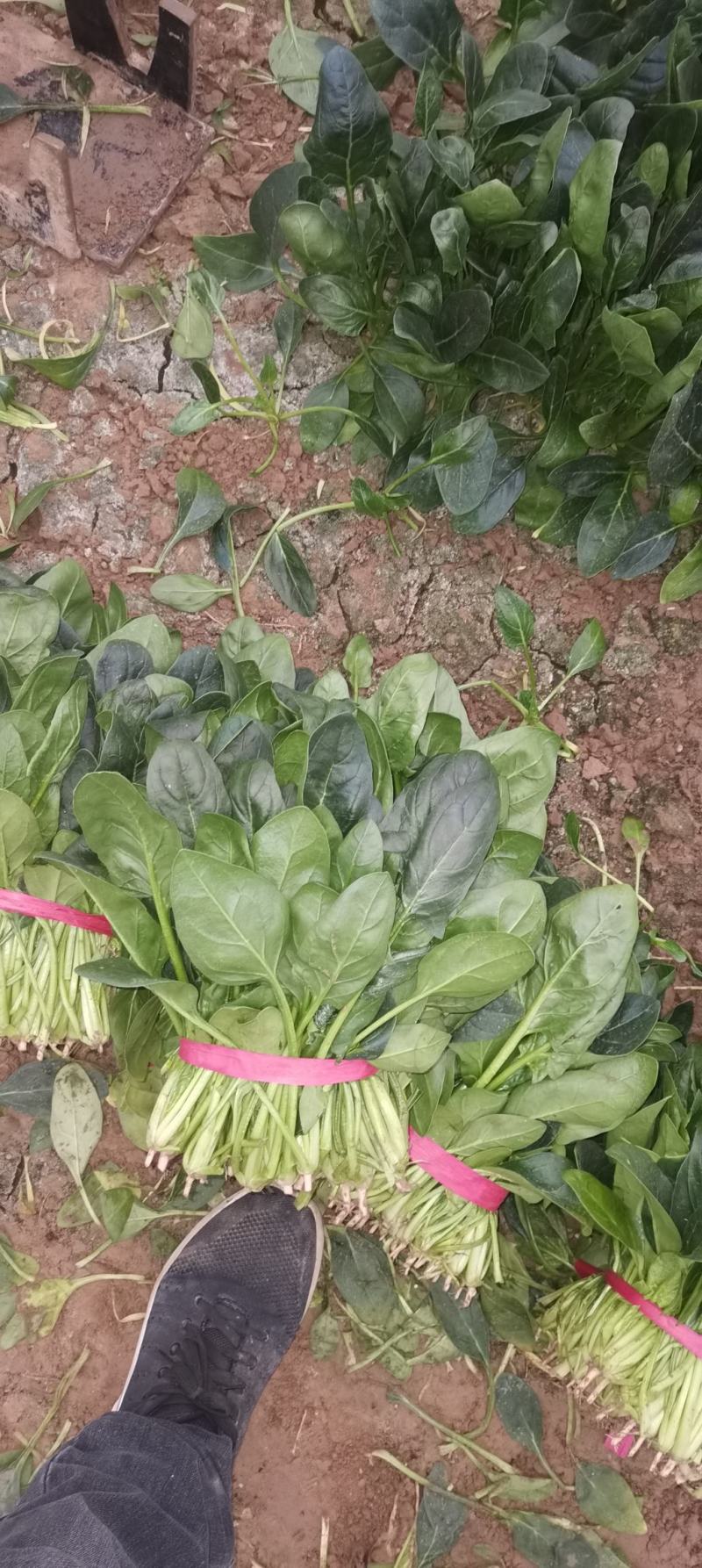 优质精品菠菜20~25厘米，开始大量上市