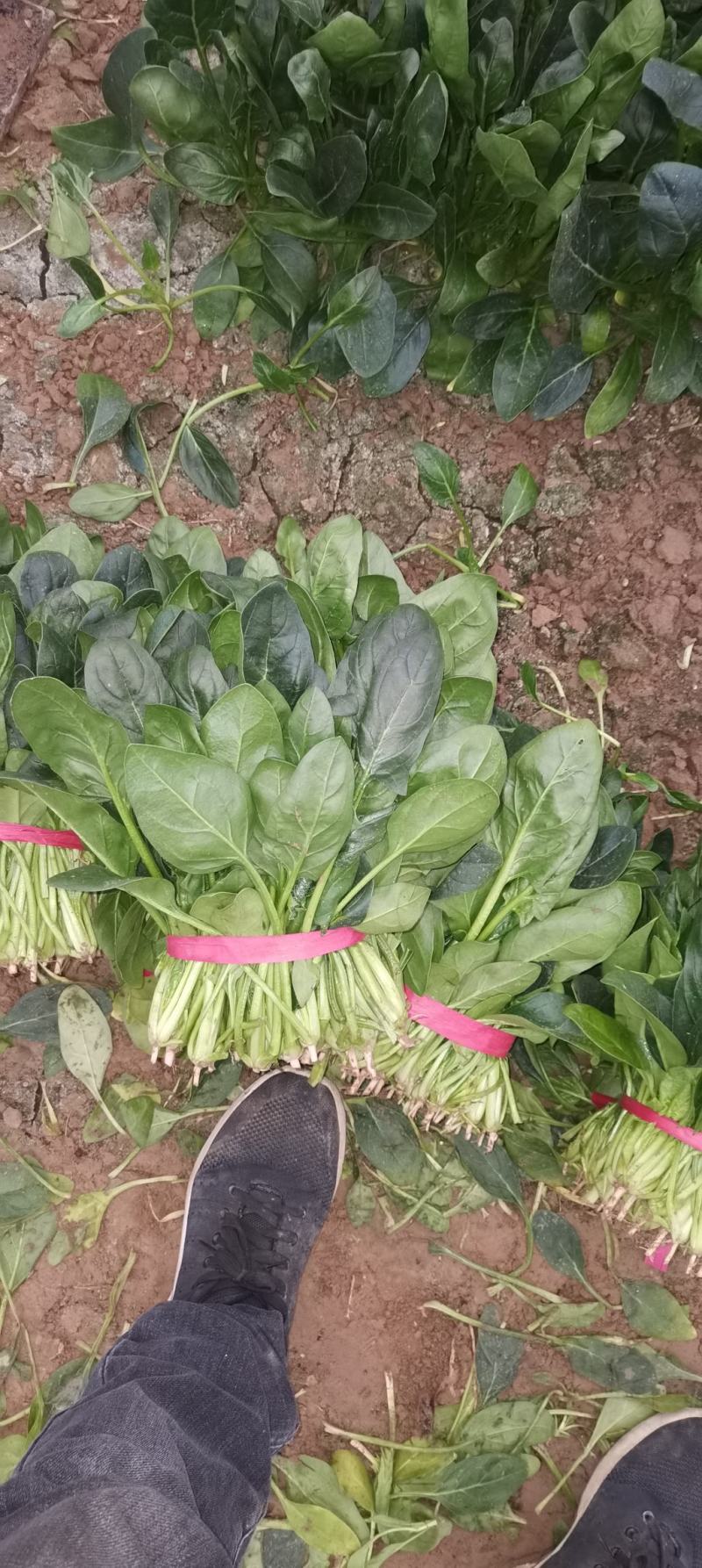 优质精品菠菜20~25厘米，开始大量上市