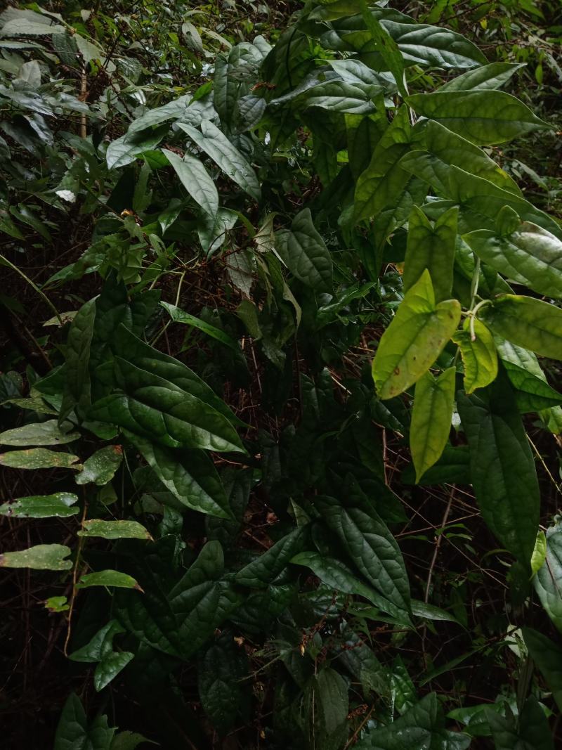 野生地苦胆/鲜活/干货