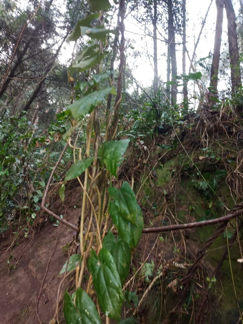 野生地苦胆/鲜活/干货