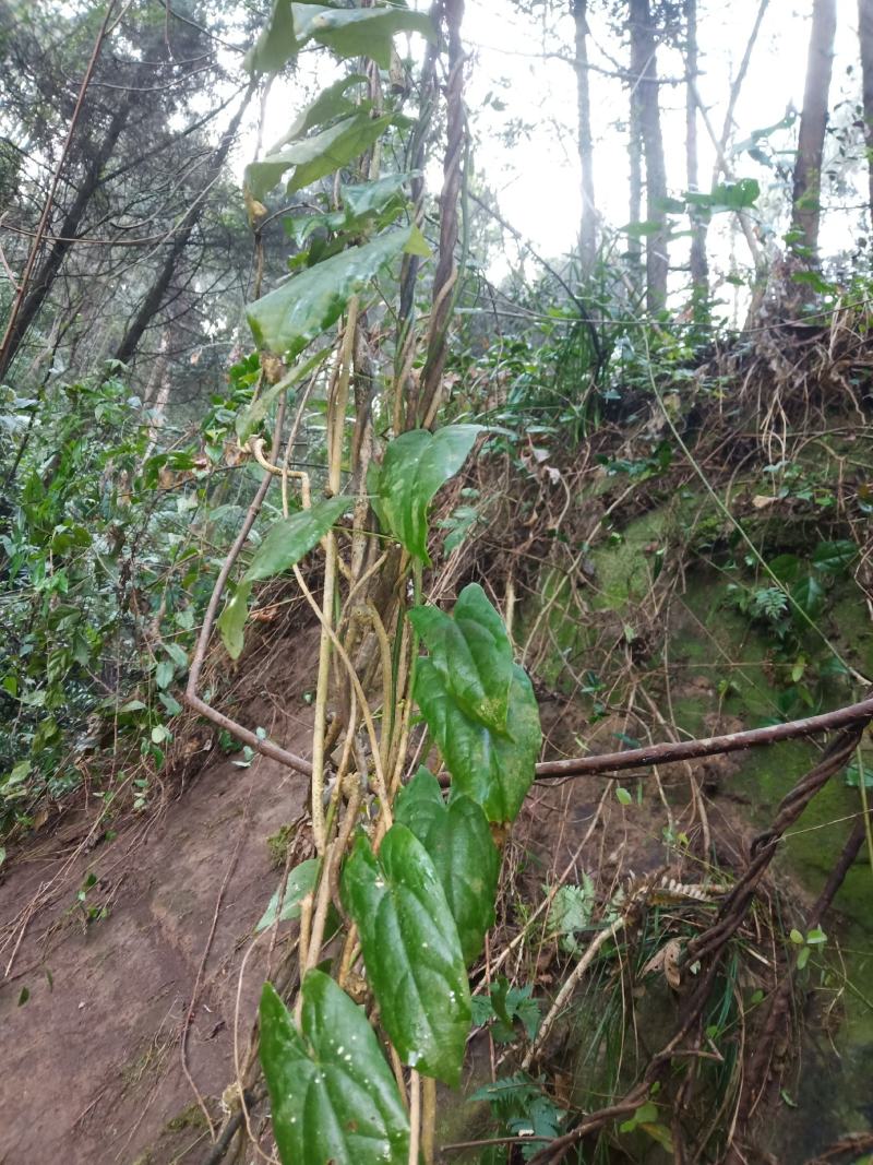 野生地苦胆/鲜活/干货