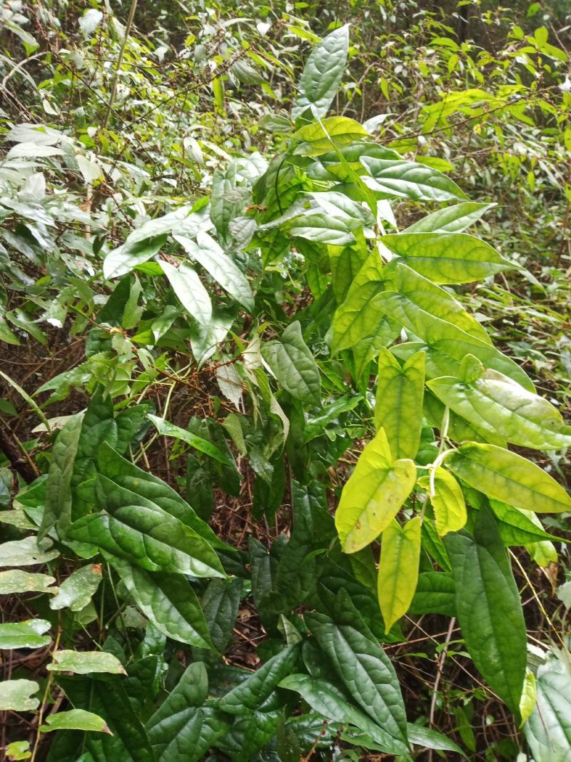 野生地苦胆/鲜活/干货