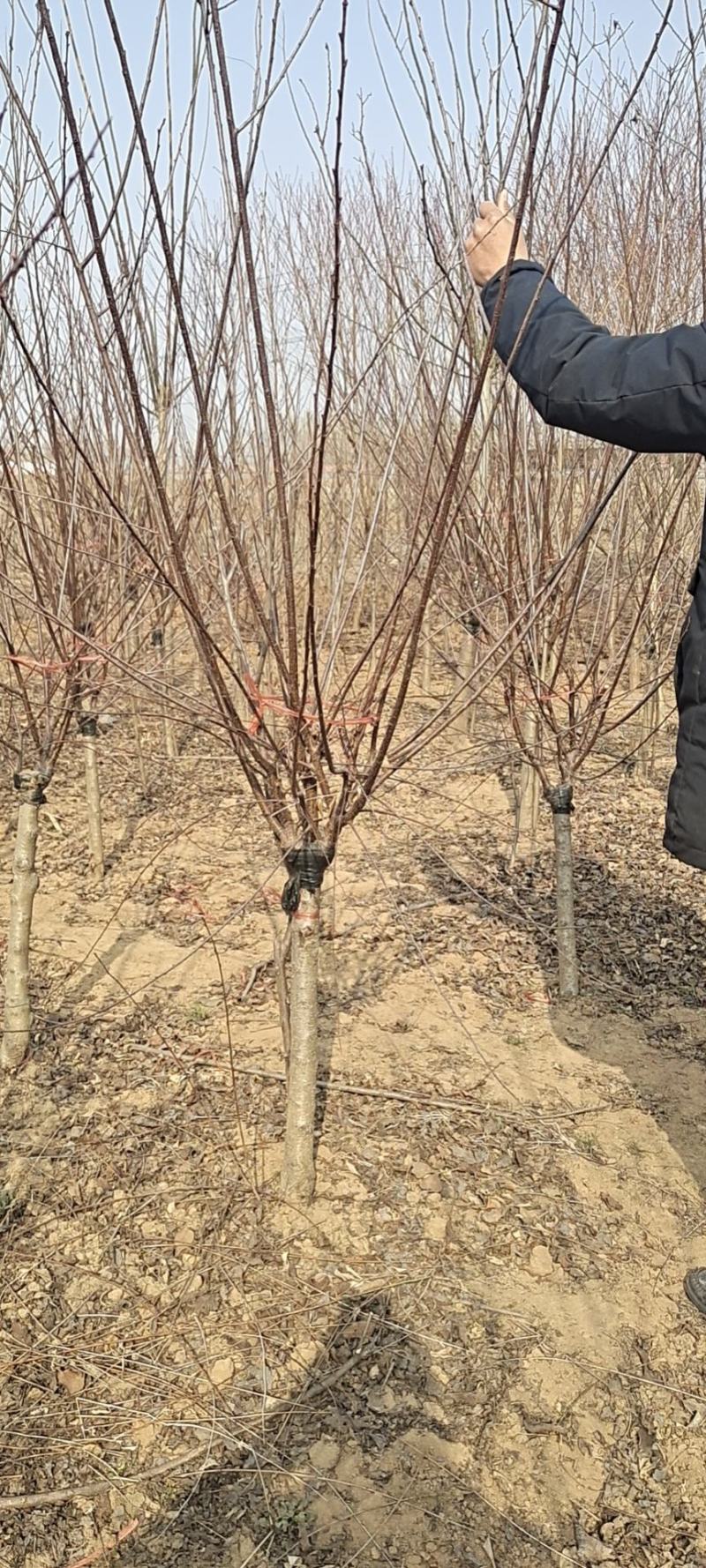 美人梅5公分、10公分苗木场批发出售基地价格优惠惠