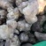 山东滨州红白洋姜大批量上市，欢迎叨扰。基地直销。现挖现装